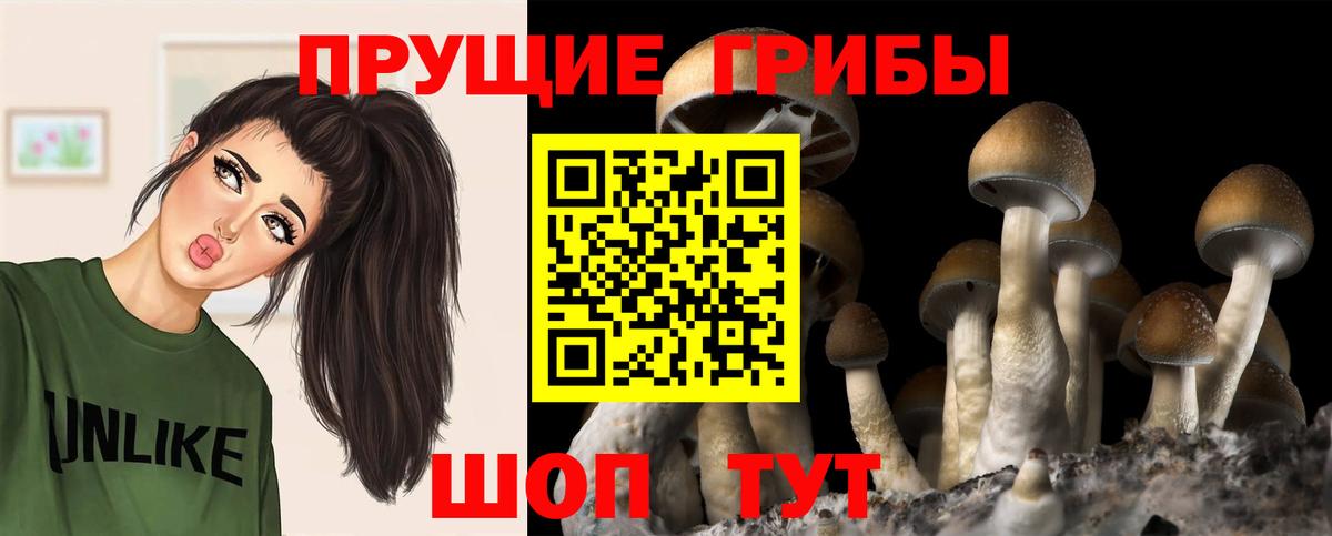 Фурманов  Галлюциногенные грибы прущие грибы  Вход с VPN 